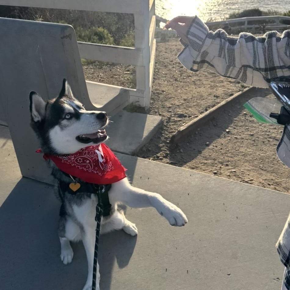 Enlarge Atlas, a Adoptable Husky in Westlake Village, CA image 4/6