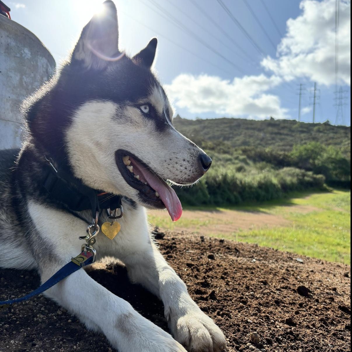Enlarge Atlas, a Adoptable Husky in Westlake Village, CA image 3/6