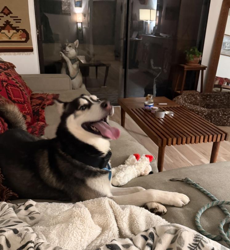 Enlarge Atlas, a ADOPTABLE Husky in TEMECULA, CA image 4/5