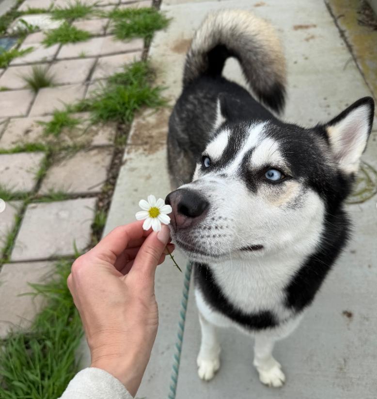 Enlarge Atlas, a ADOPTABLE Husky in TEMECULA, CA image 5/5