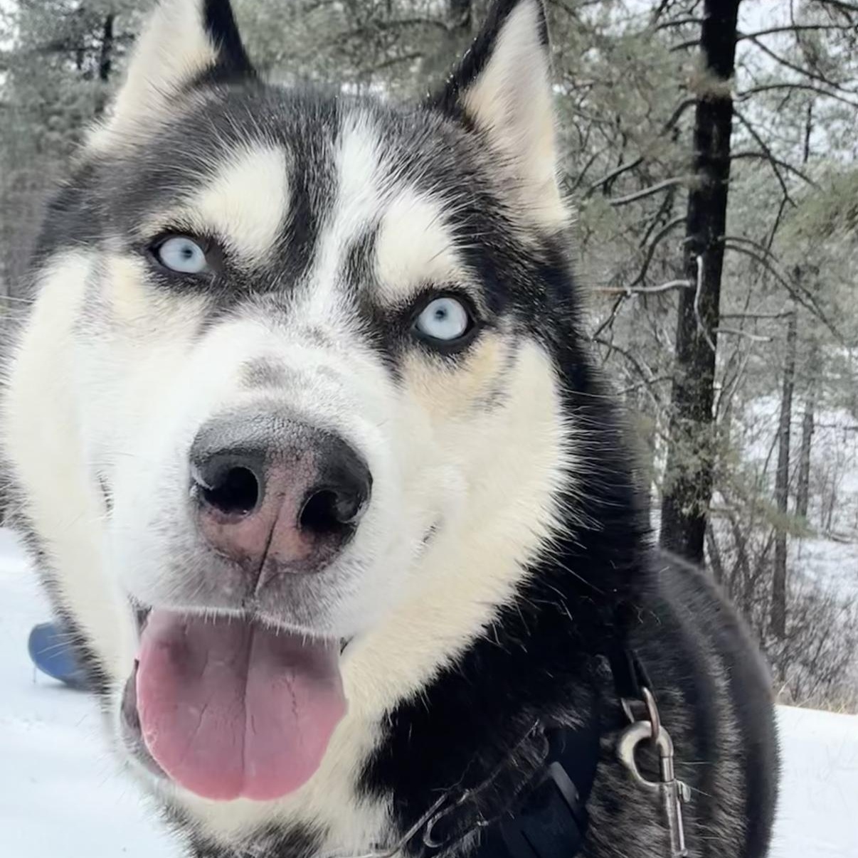 Enlarge Atlas, a Adoptable Husky in Westlake Village, CA image 5/6
