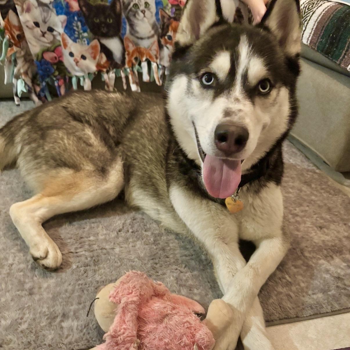 Enlarge Atlas, a Adoptable Husky in Westlake Village, CA image 6/6