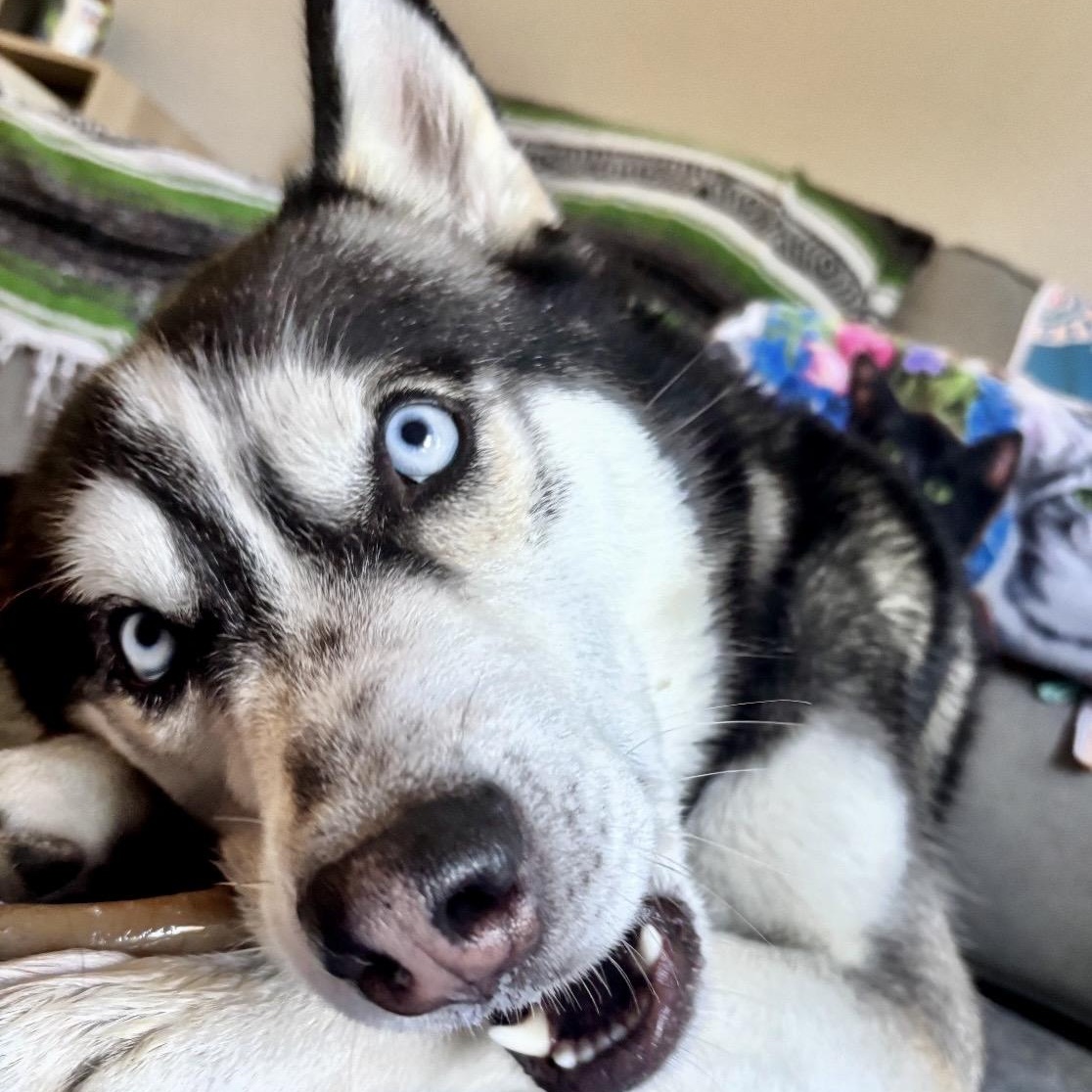 Enlarge Atlas, a Adoptable Husky in Westlake Village, CA image 2/6