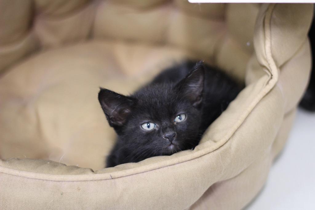 Java, Adoptable, Kitten Female Domestic Medium Hair.