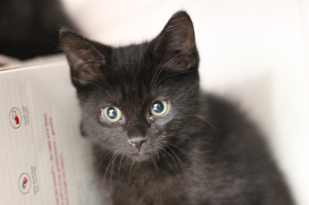 Enlarge Java, a Adoptable mixed breed in Rockford, IL image 2/2