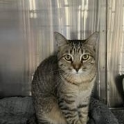 Teddy, adopted, Kitten Male Domestic Short Hair.