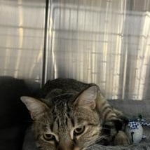Teddy, an adopted Domestic Short Hair in Clawson, MI image 3/3