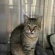 Teddy, an adopted Domestic Short Hair in Clawson, MI image 2/3