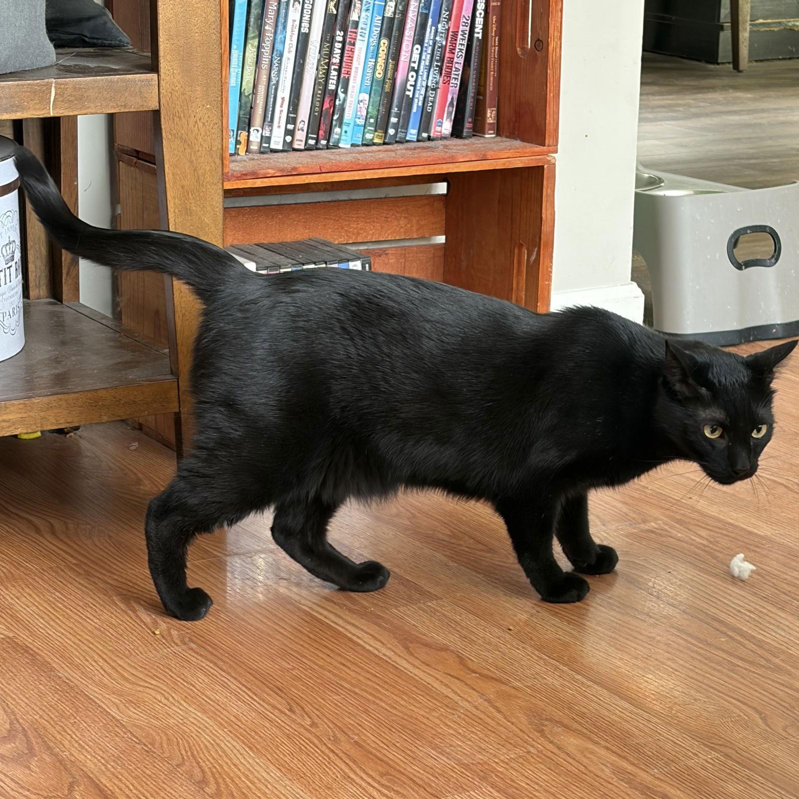 Merlin, Adoptable, Adult Male Domestic Short Hair.