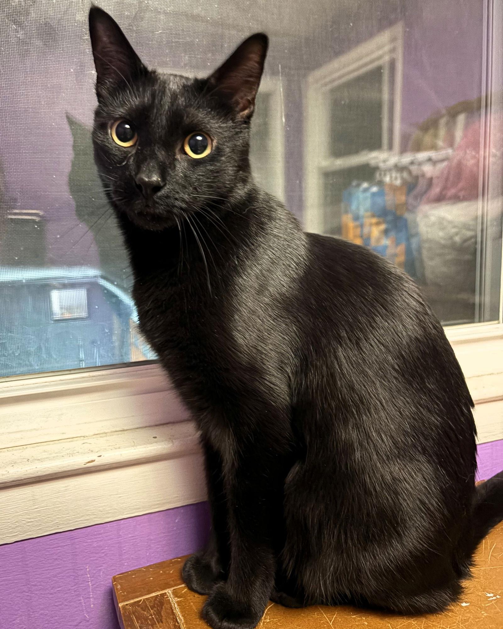 Merlin, Adoptable, Adult Male Domestic Short Hair.
