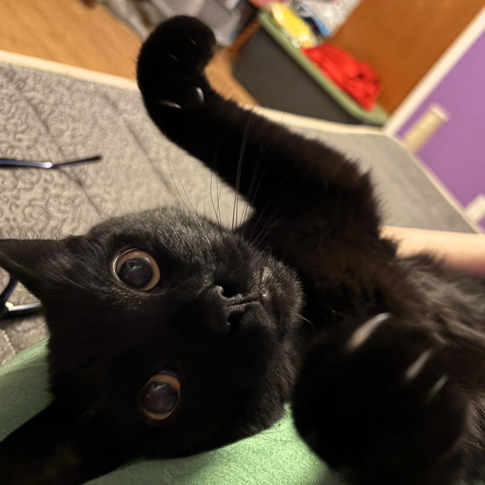 Enlarge Merlin, a Adoptable Domestic Short Hair in Rochester, NY image 2/3