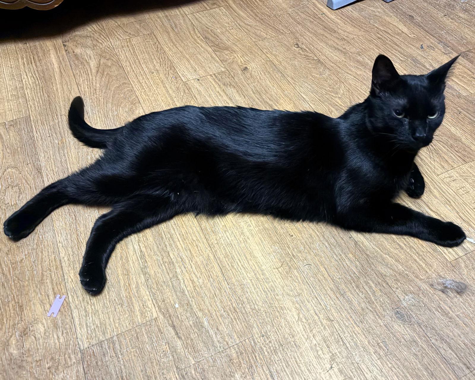 Enlarge Merlin, a Adoptable Domestic Short Hair in Rochester, NY image 3/3