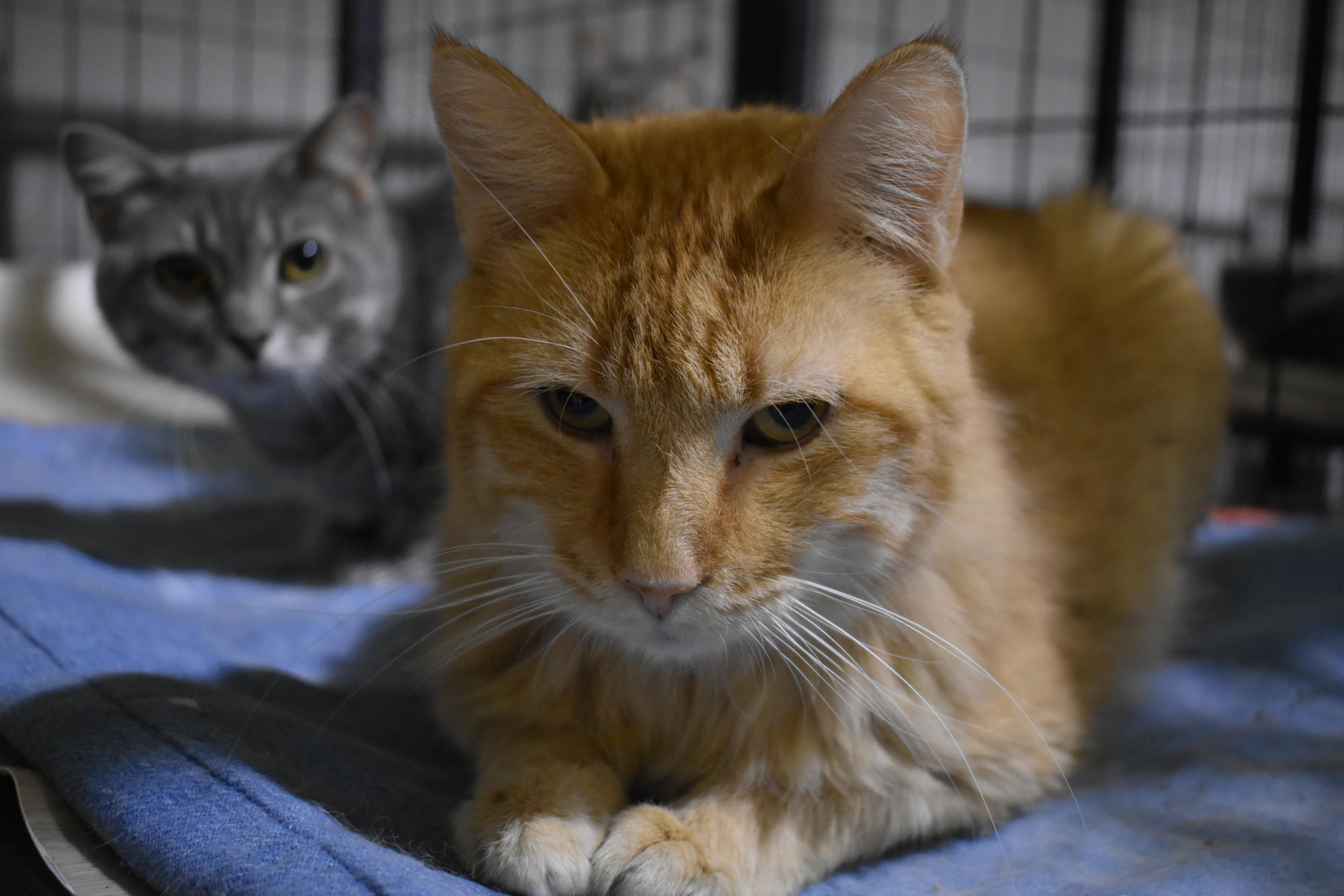 Enlarge RAJAH, a Adoptable mixed breed in Lake Ozark, MO image 2/2