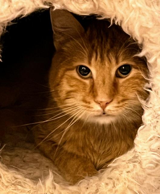 RAJAH, Adoptable, Adult Male Domestic Short Hair & Tabby.