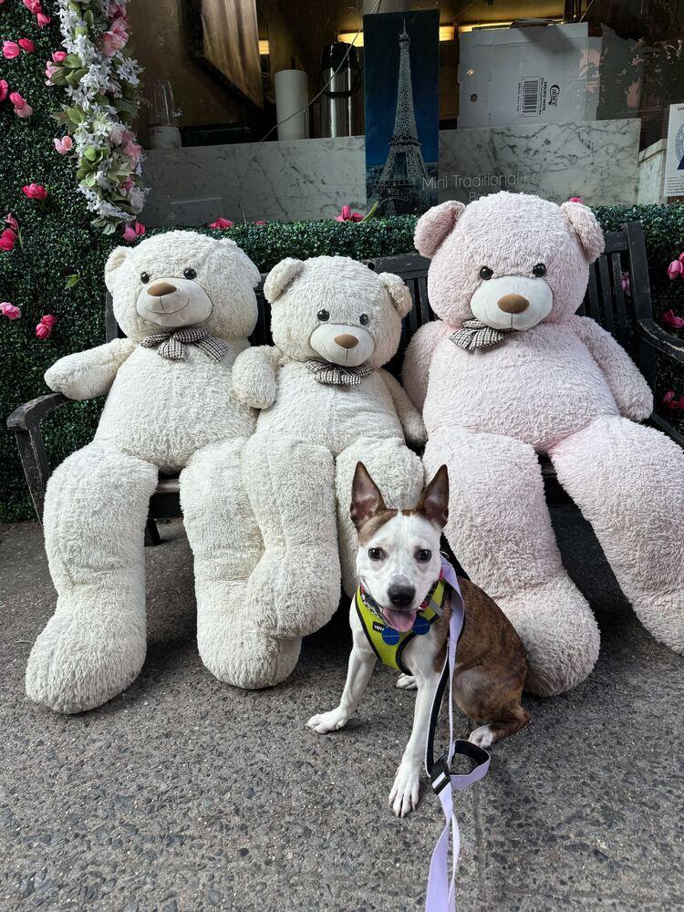 Remi, Adoptable, Young Female Mixed Breed.