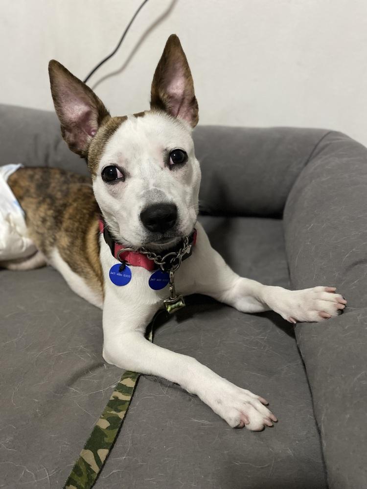 Enlarge Remi, a Adoptable mixed breed in Long Island City, NY image 2/6