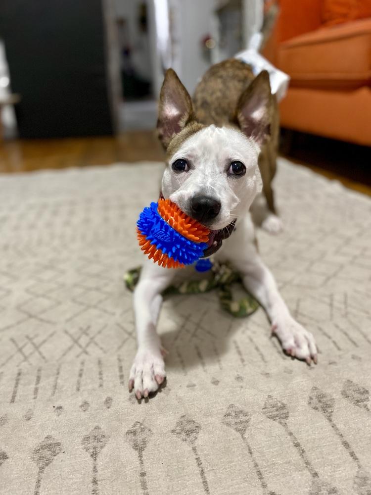 Enlarge Remi, a Adoptable mixed breed in Long Island City, NY image 3/6