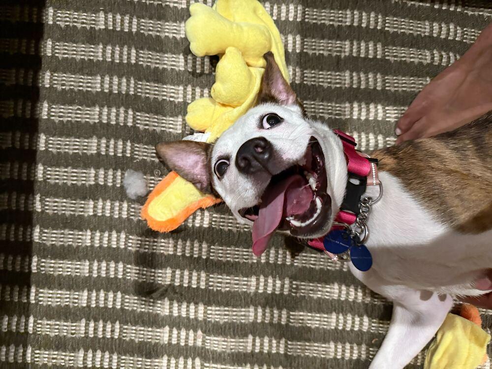 Enlarge Remi, a Adoptable mixed breed in Long Island City, NY image 4/6