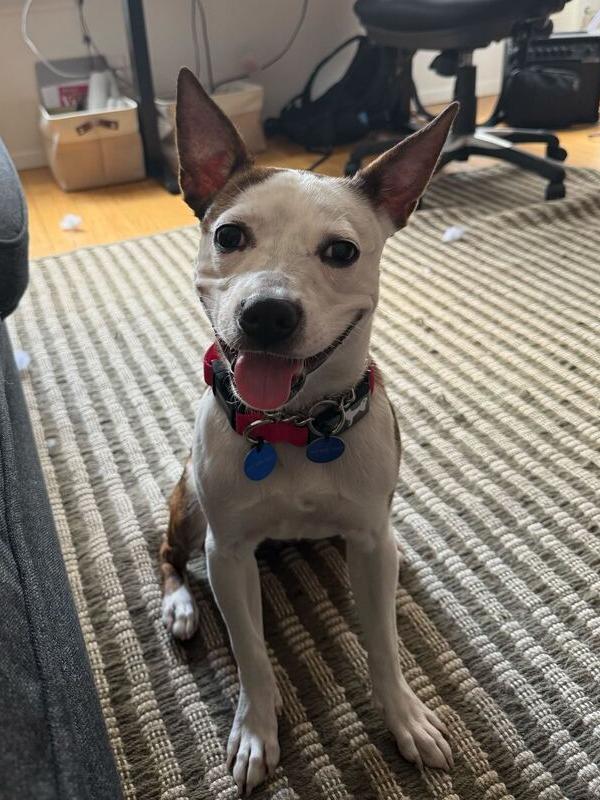 Remi, a Adoptable mixed breed in Long Island City, NY image 5/6