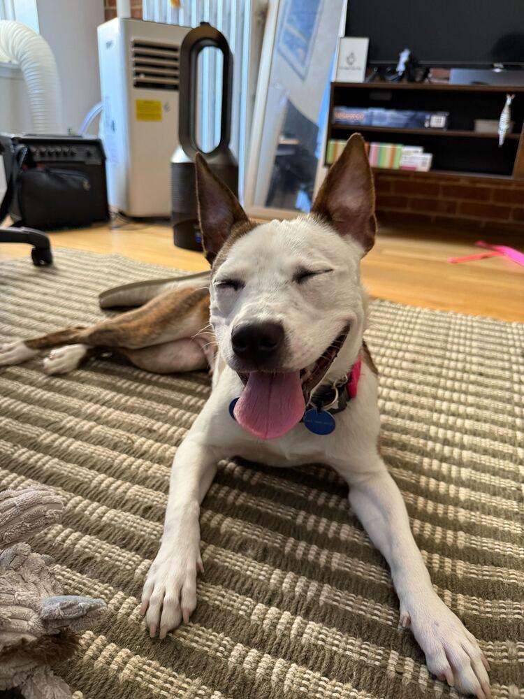 Enlarge Remi, a Adoptable mixed breed in Long Island City, NY image 5/6