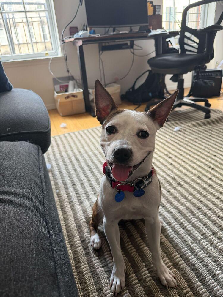 Enlarge Remi, a Adoptable mixed breed in Long Island City, NY image 6/6