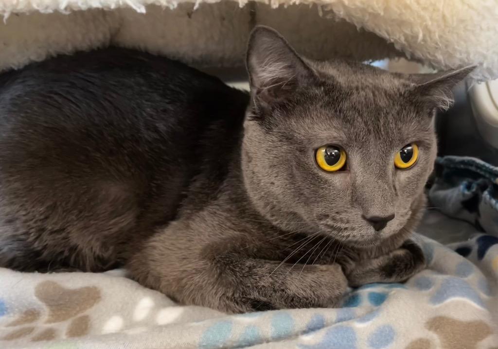 Shippo, Adopted, Adult Male Russian Blue.