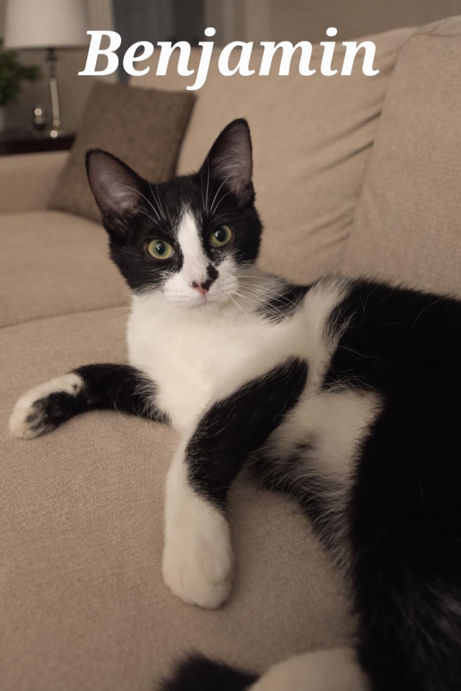 Enlarge Benjamin, a ADOPTABLE Tuxedo in Monroeville, PA image 1/1