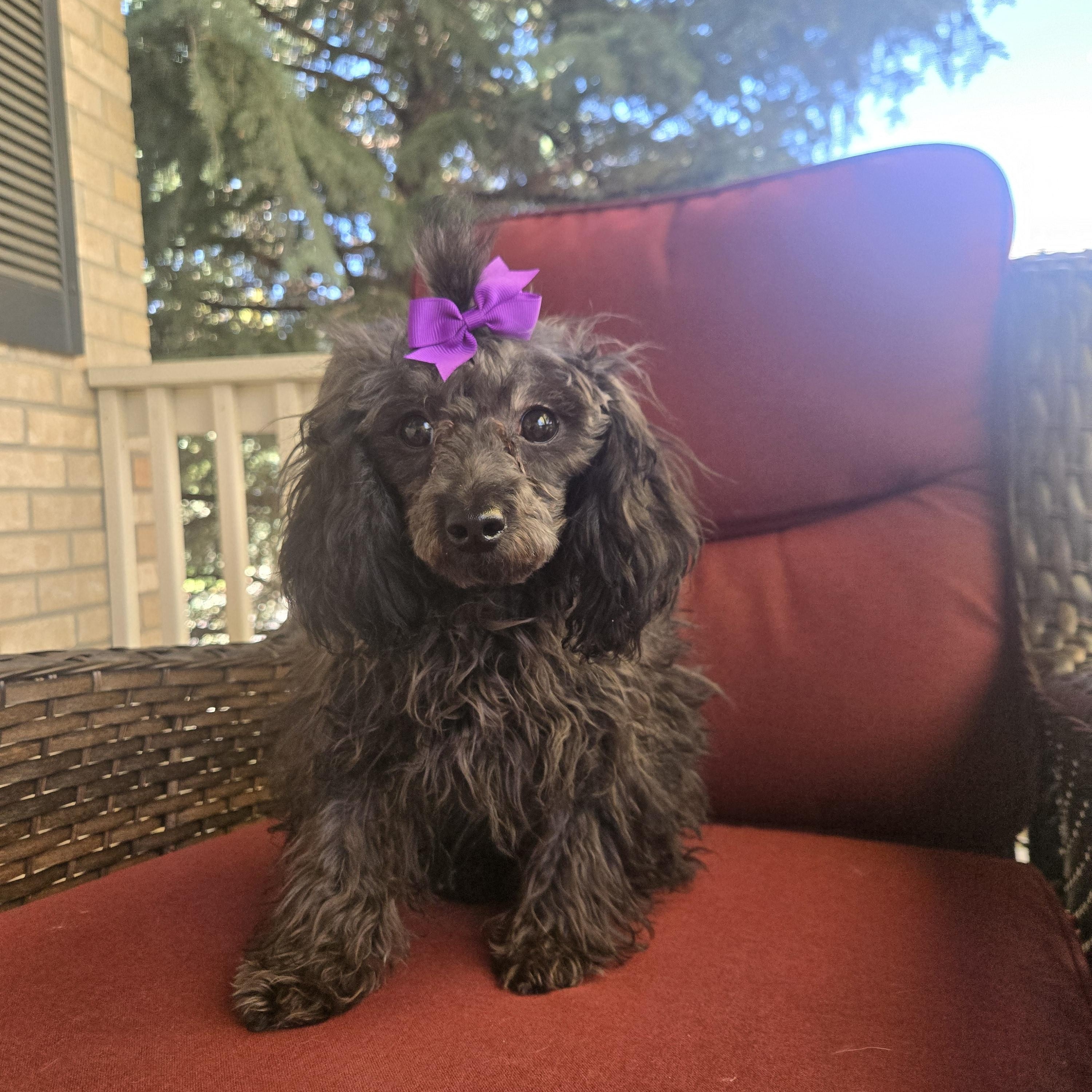 Enlarge Gabriel, a Adopted Miniature Poodle in Thornton, CO image 4/4