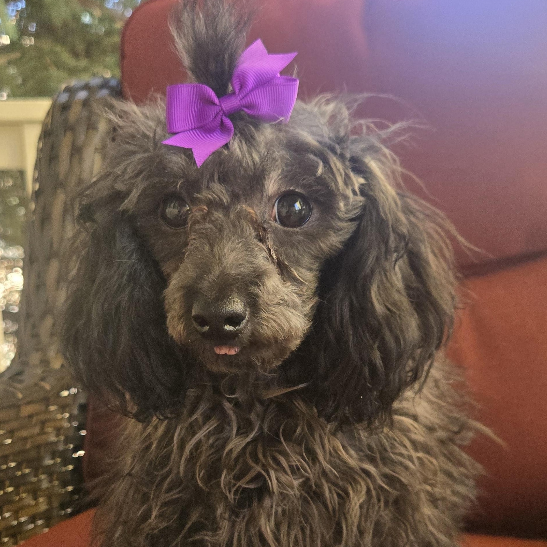 Enlarge Gabriel, a Adopted Miniature Poodle in Thornton, CO image 2/4