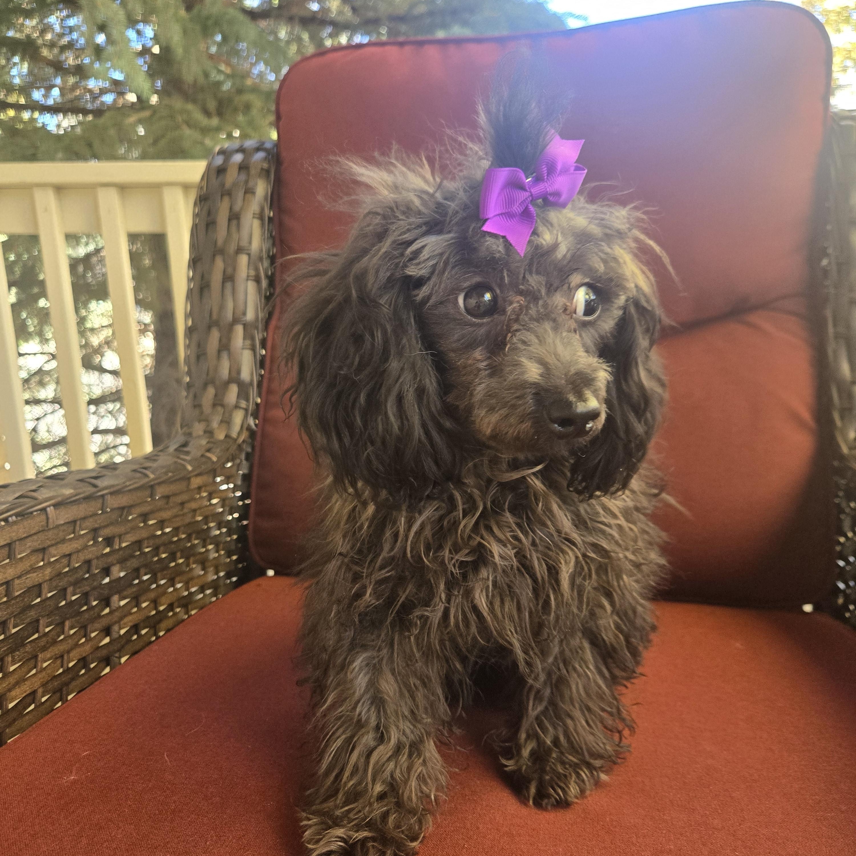 Enlarge Gabriel, a Adopted Miniature Poodle in Thornton, CO image 3/4