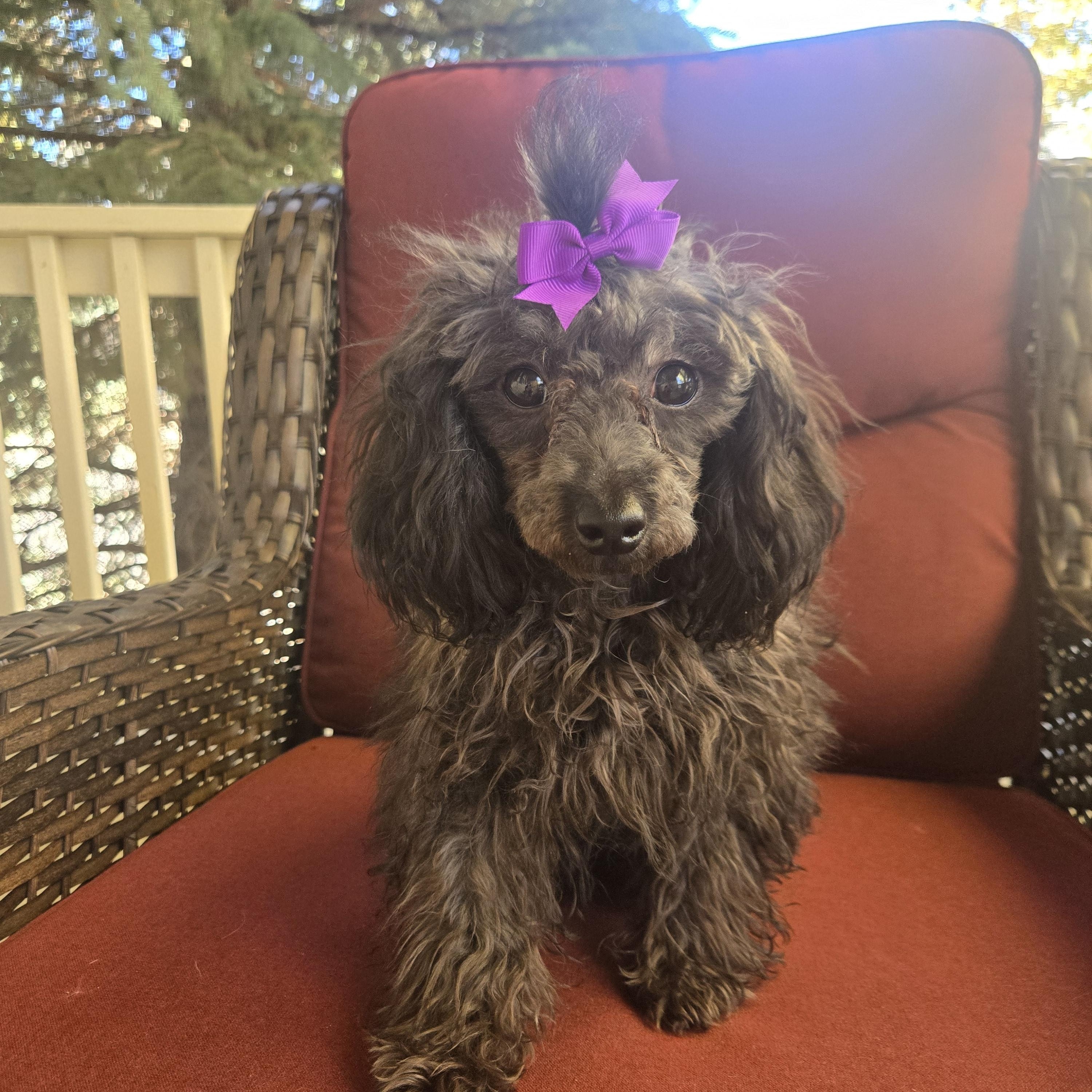Gabriel, Adopted, Puppy Male Miniature Poodle.