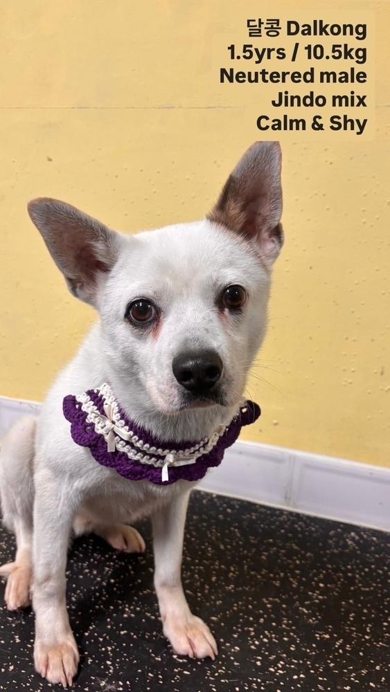 Dalkong, Adoptable, Young Male Jindo.