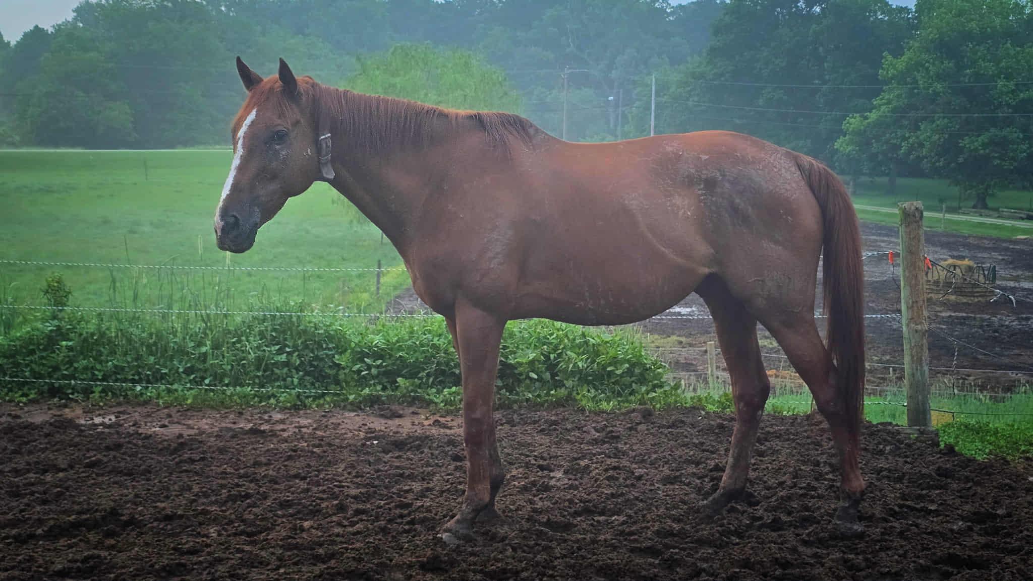 Zarking, Adult Male unknown