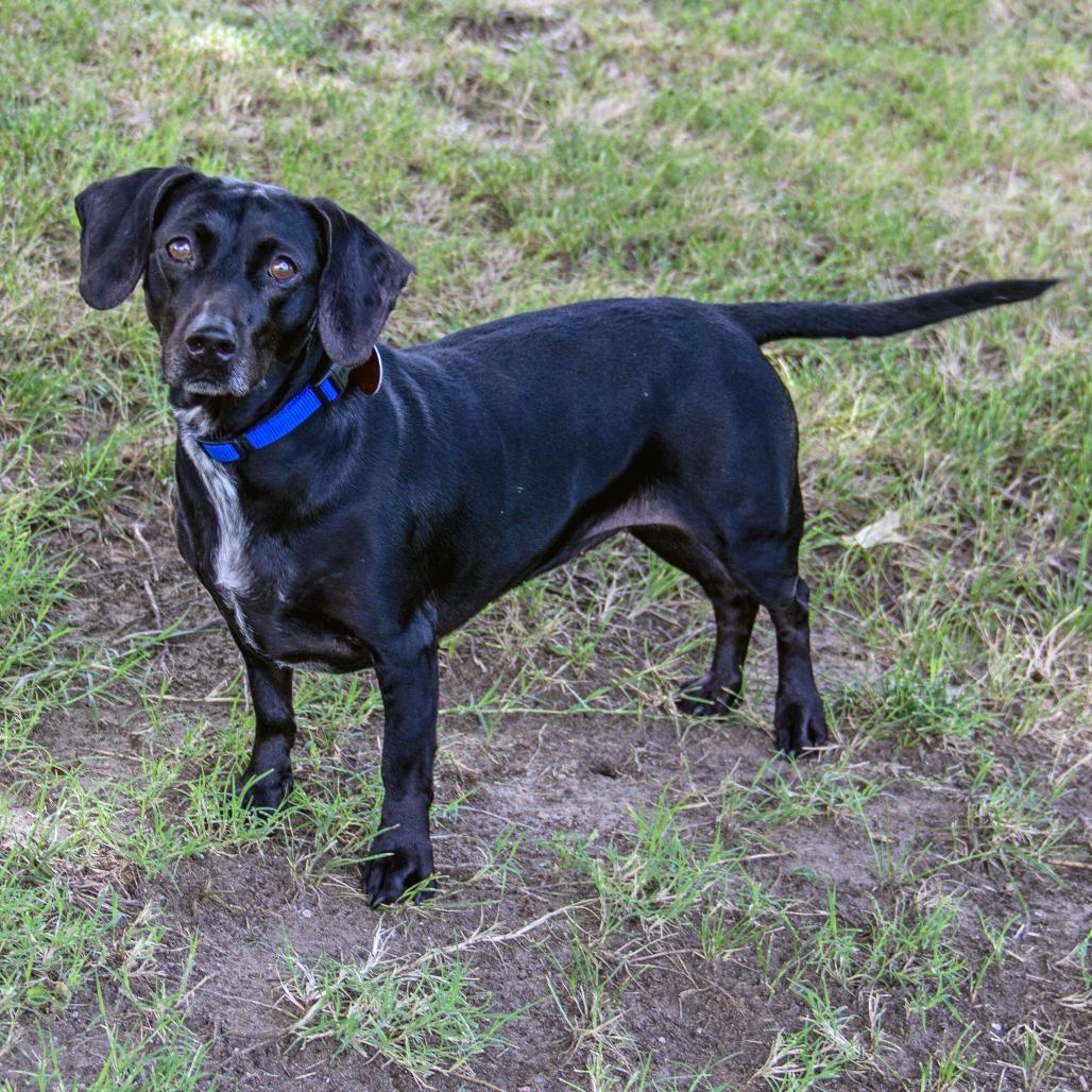 Silly Sally, Adoptable, Adult Female Dachshund & Mixed Breed.