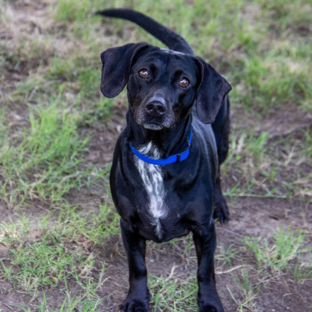 Silly Sally, a Adoptable mixed breed in Wichita, KS image 2/6