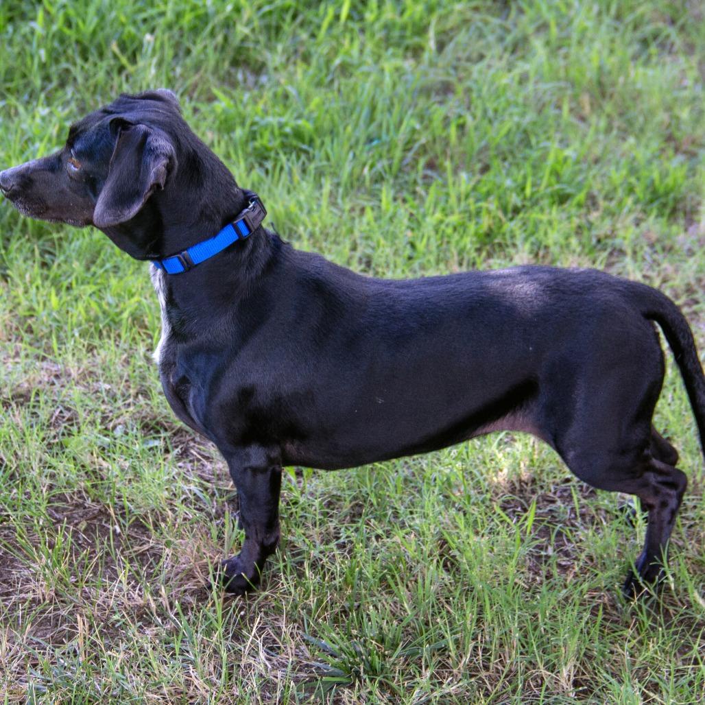 Silly Sally, a Adoptable mixed breed in Wichita, KS image 3/6