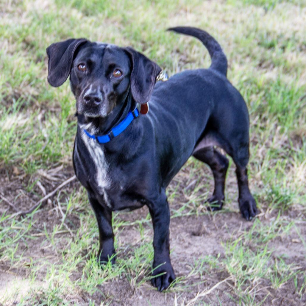 Silly Sally, a Adoptable mixed breed in Wichita, KS image 4/6