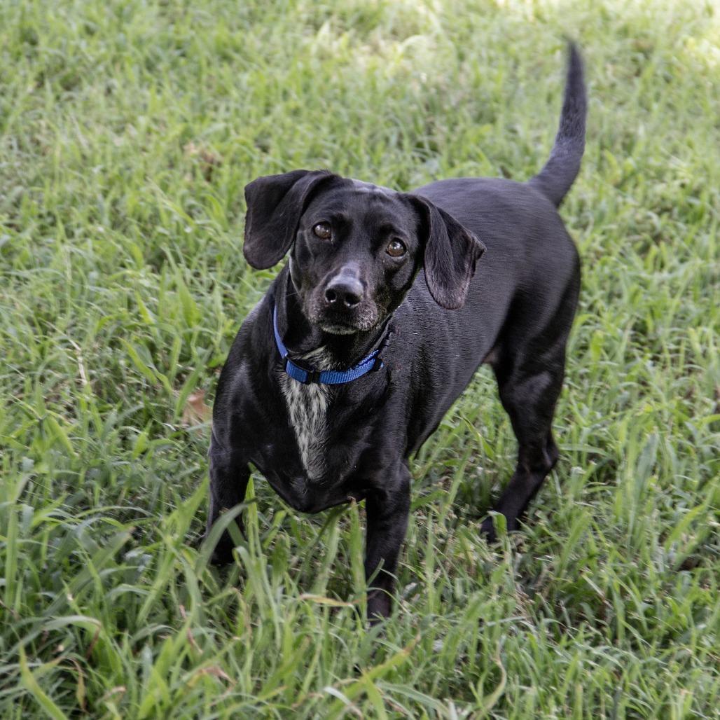 Silly Sally, a Adoptable mixed breed in Wichita, KS image 5/6