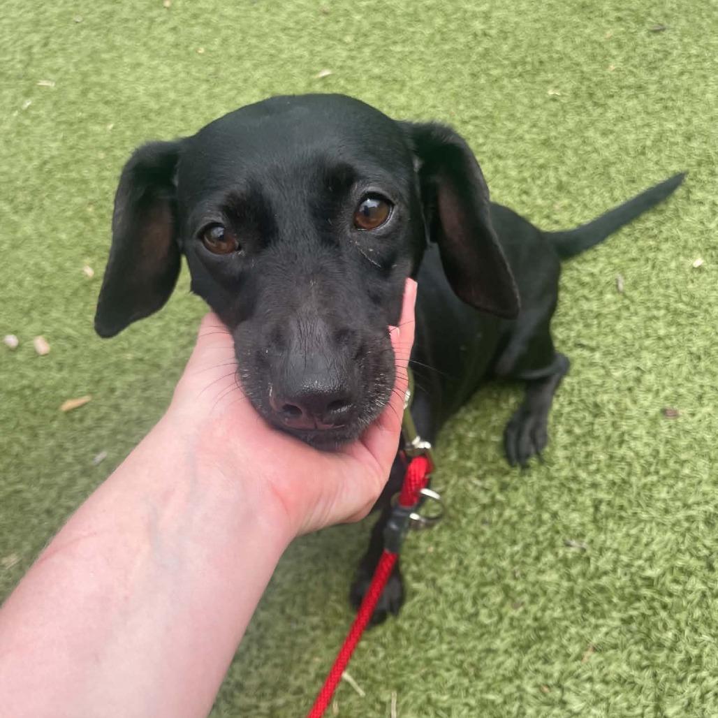 Silly Sally, a Adoptable mixed breed in Wichita, KS image 6/6