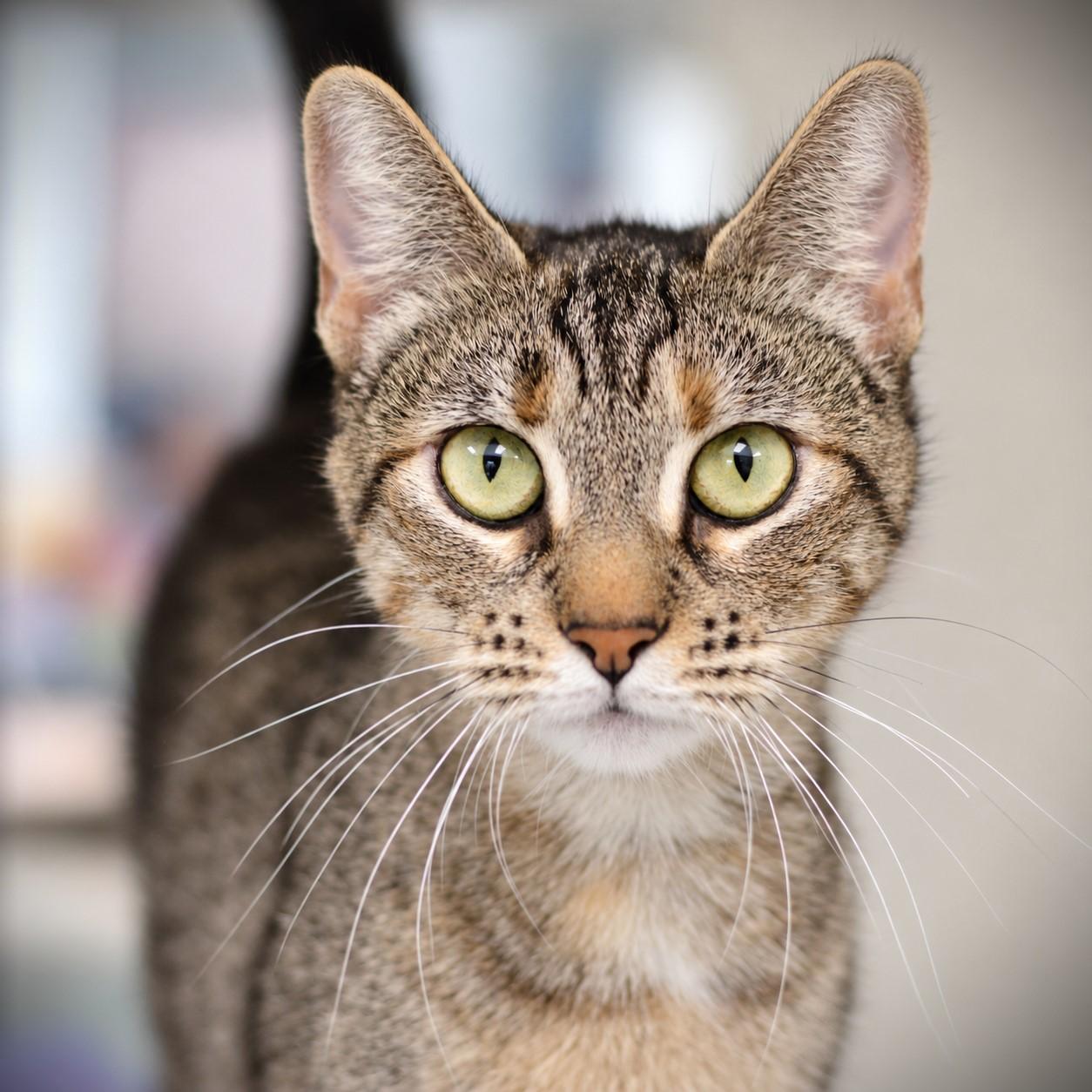 Cinderella, Adoptable, Adult Female Domestic Short Hair.