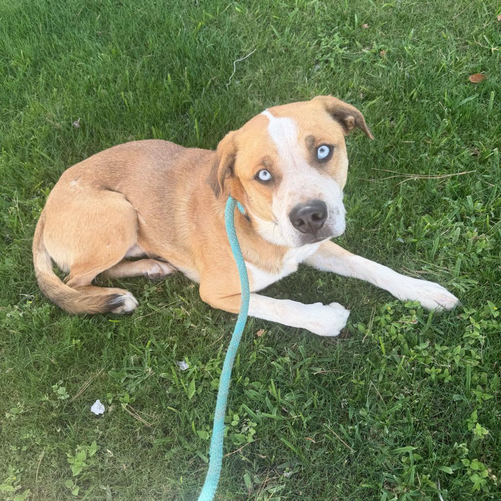 Bolt, Adoptable, Adult Male Labrador Retriever & Australian Shepherd.