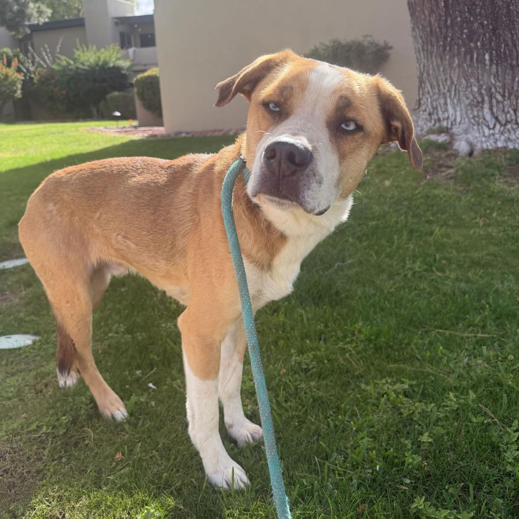 Bolt, a Adoptable mixed breed in Apache Junction, AZ image 2/6