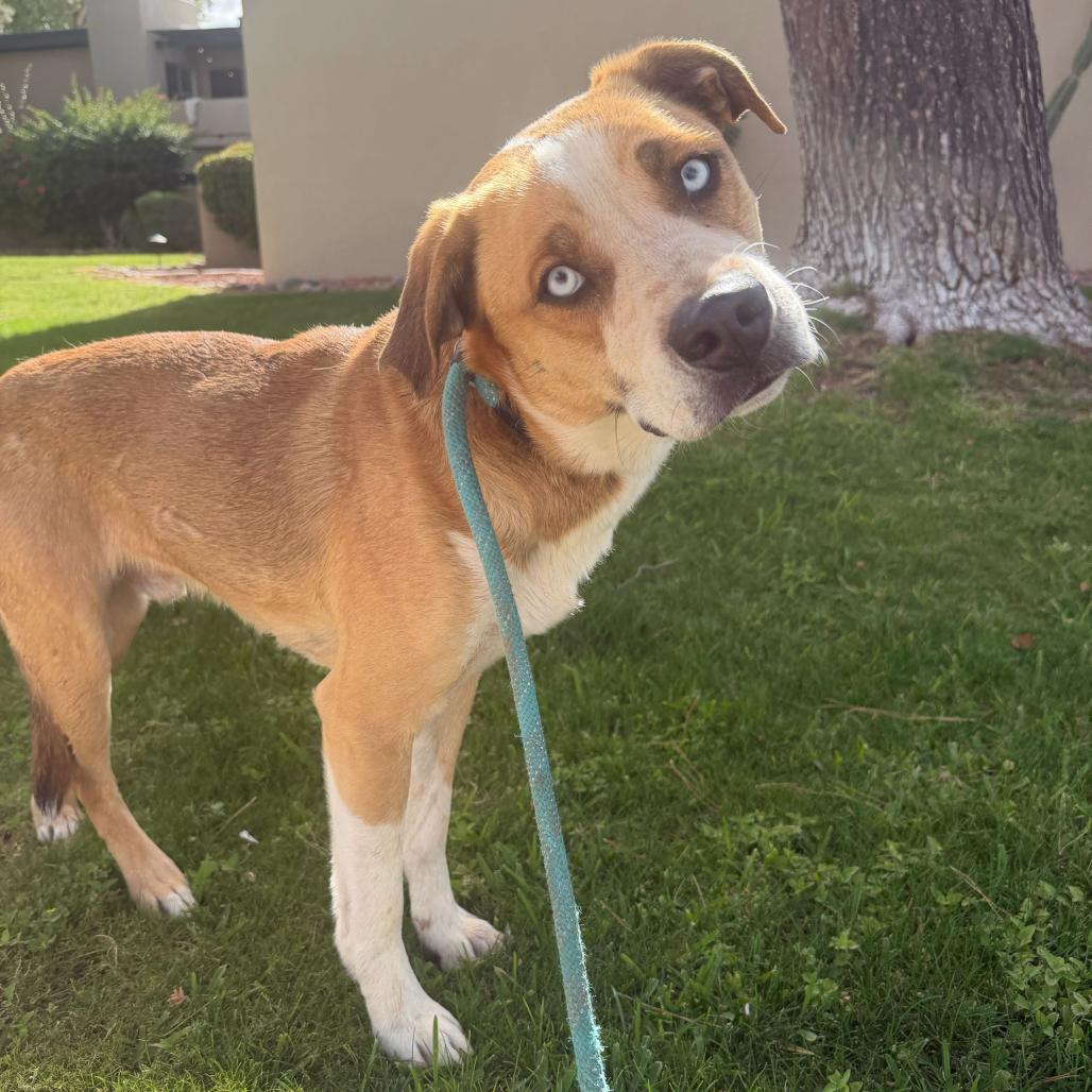 Bolt, a Adoptable mixed breed in Apache Junction, AZ image 3/6