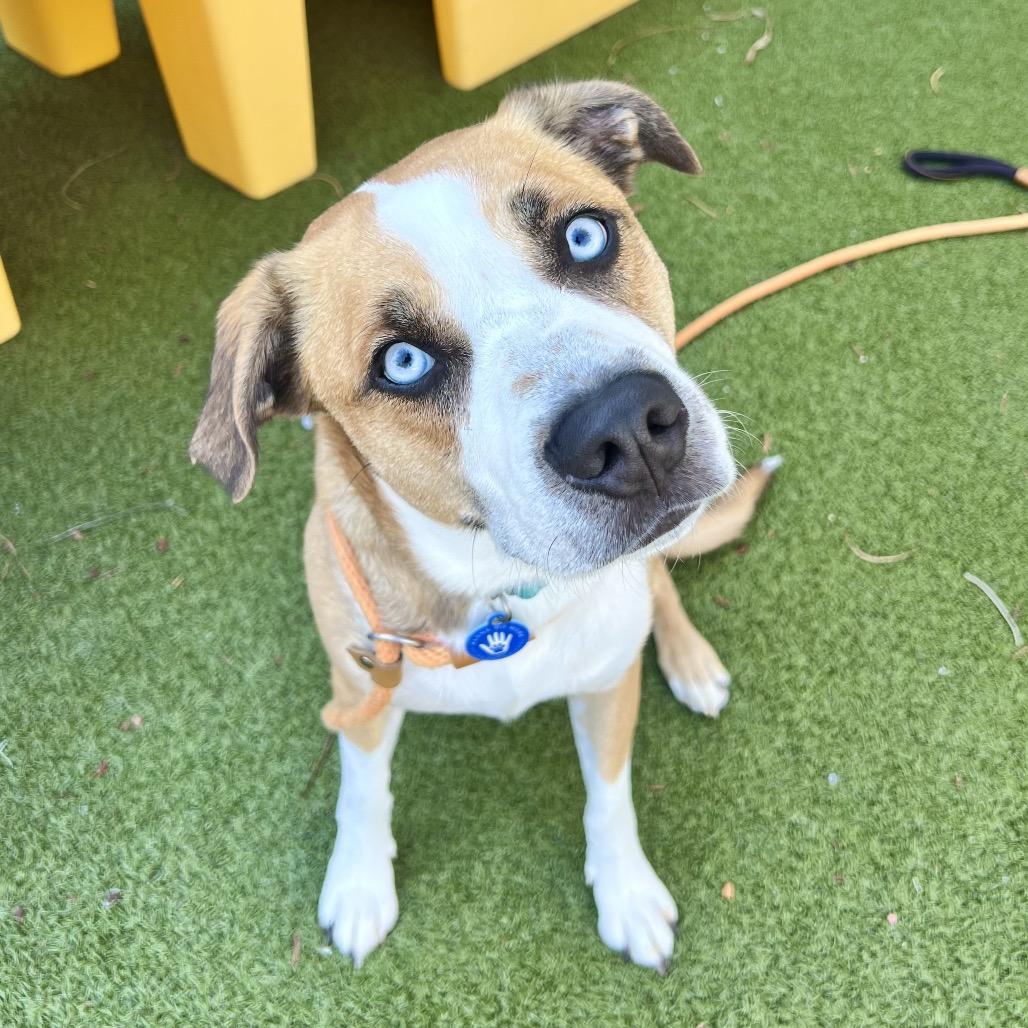 Bolt, a Adoptable mixed breed in Apache Junction, AZ image 4/6