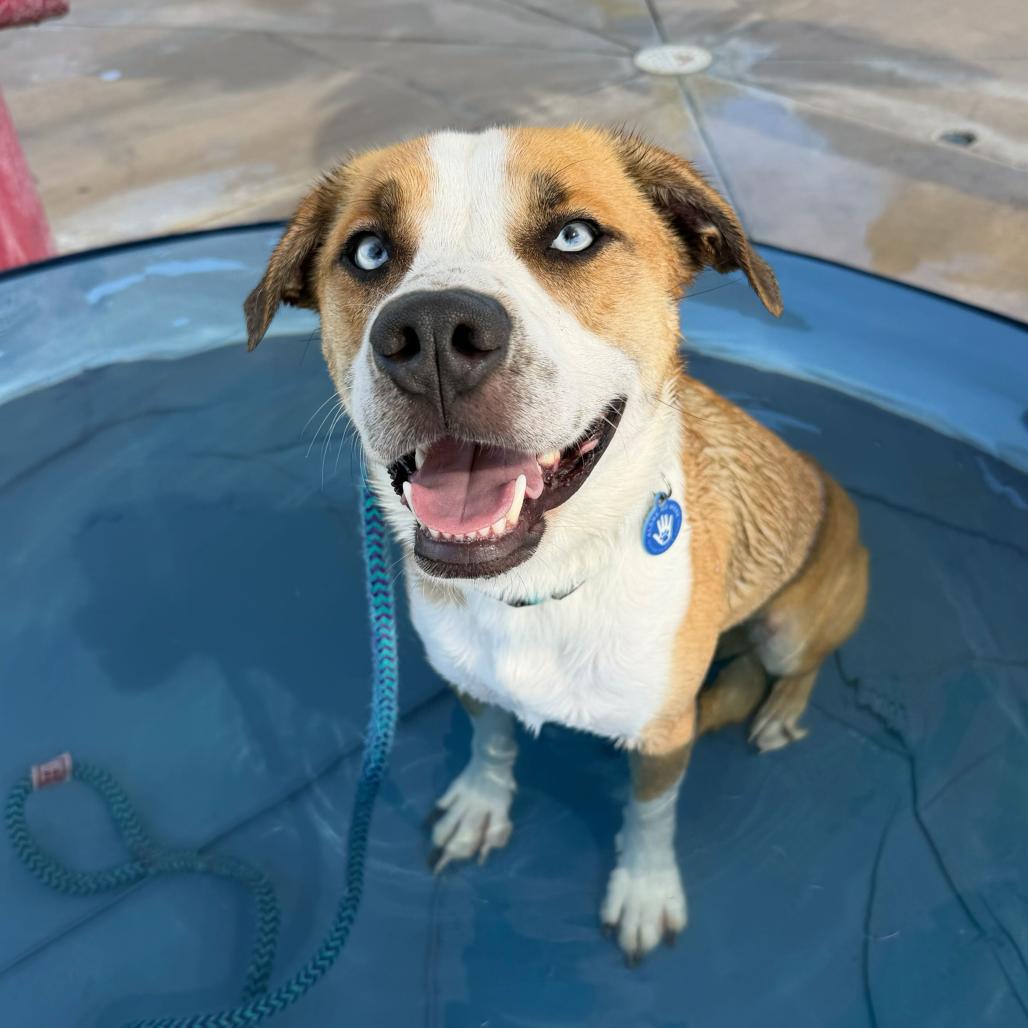 Bolt, a Adoptable mixed breed in Apache Junction, AZ image 6/6