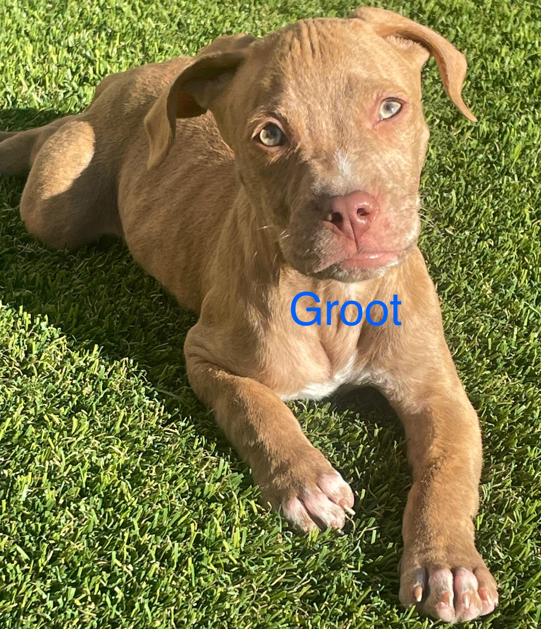 Groot, Adoptable, Puppy Male Mixed Breed.