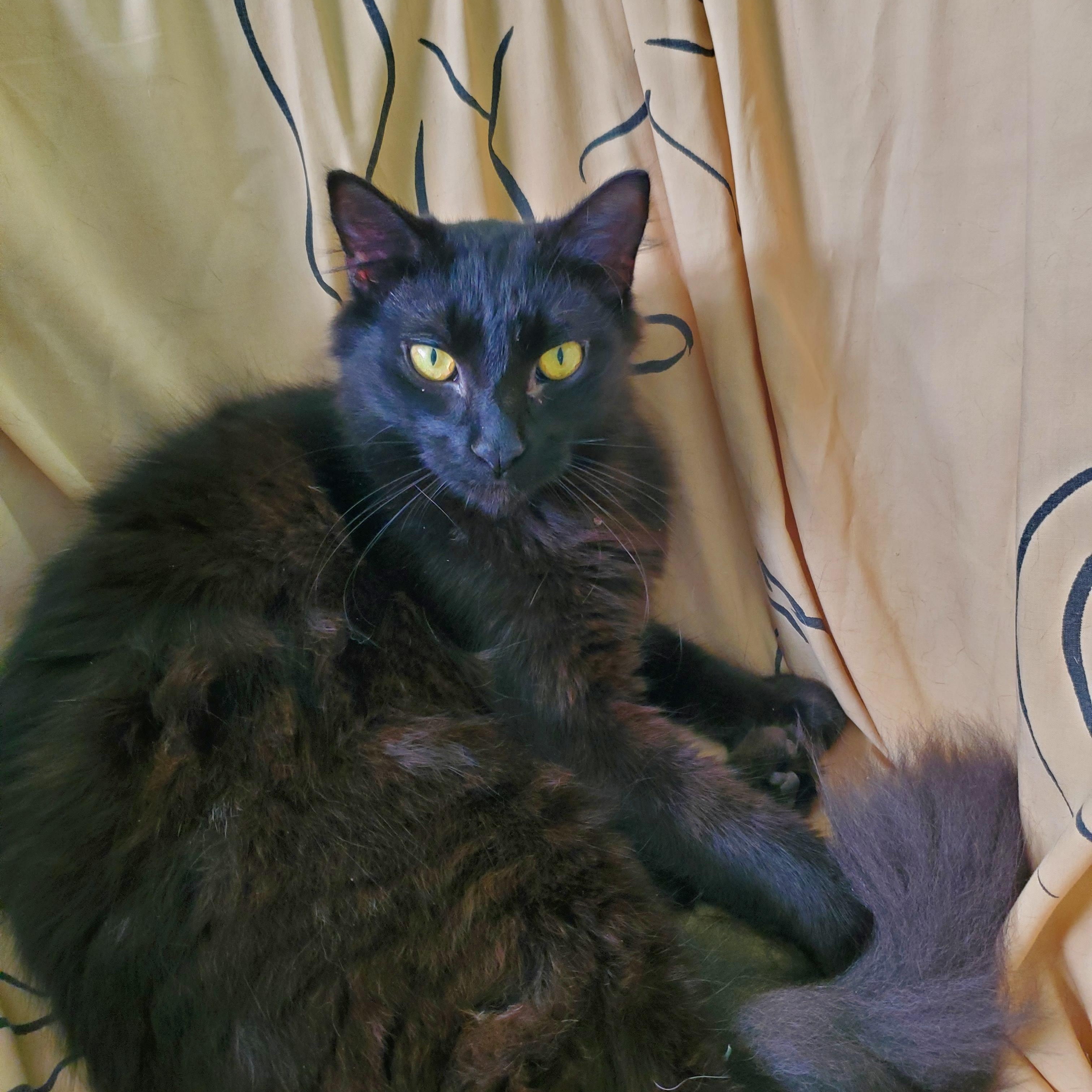 Enlarge Fred (Astaire), a ADOPTABLE mixed breed in Avalon, CA image 3/4