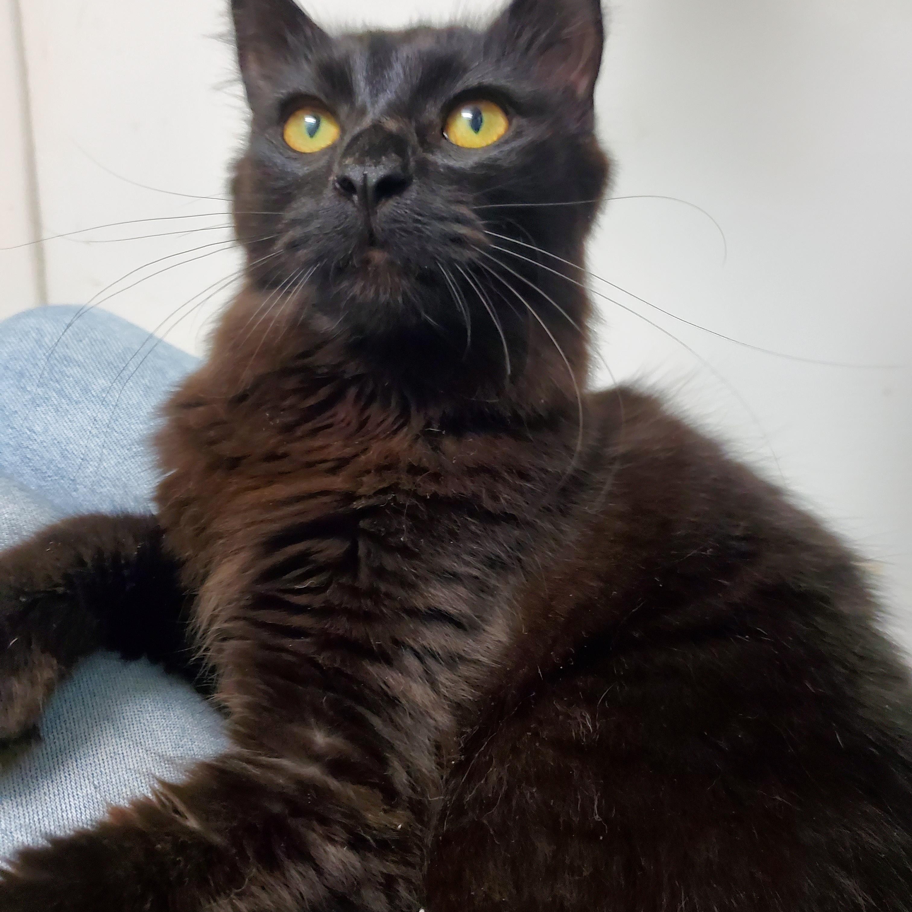 Enlarge Fred (Astaire), a ADOPTABLE mixed breed in Avalon, CA image 2/4