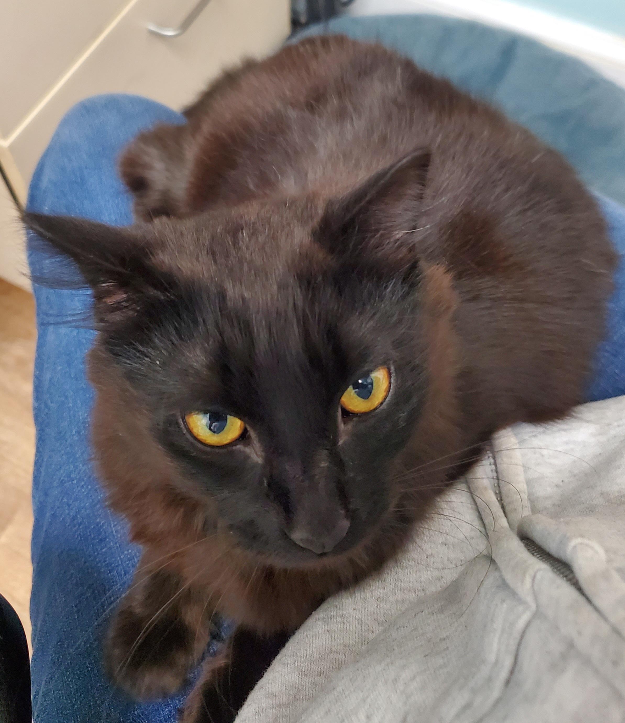 Enlarge Fred (Astaire), a ADOPTABLE mixed breed in Avalon, CA image 4/4