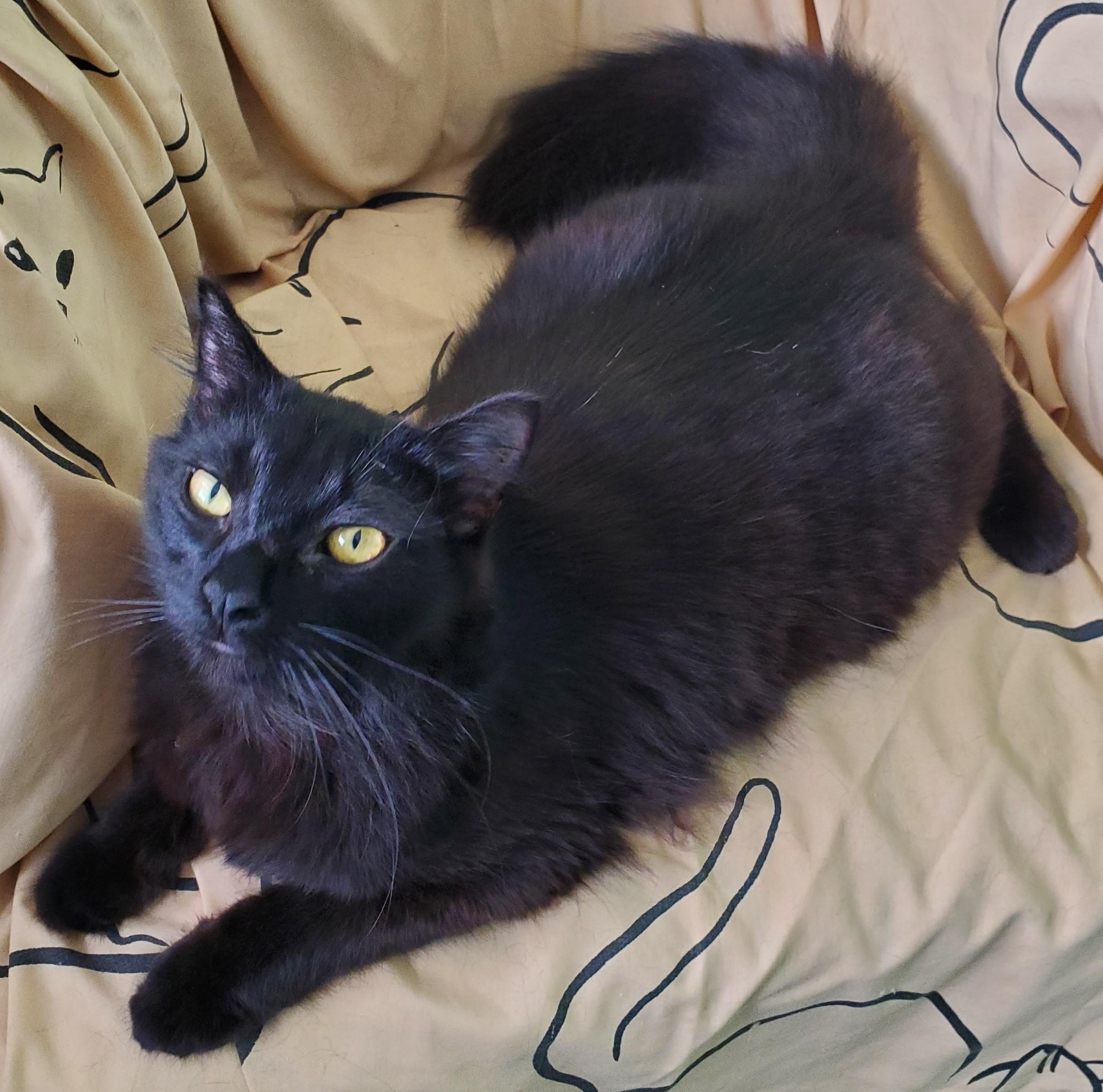 Fred (Astaire), ADOPTABLE, Kitten Male Domestic Long Hair.